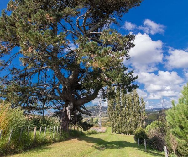  at 31 Eagleview Rise, Welcome Bay, Tauranga