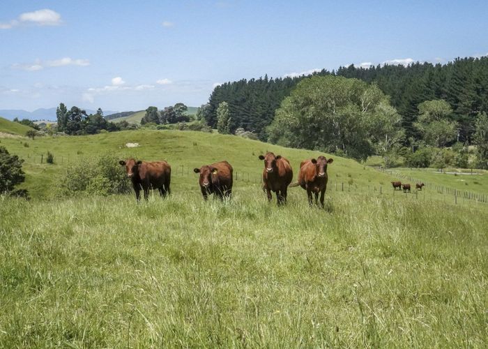  at 0 State Highway 25, Waitakaruru, Ngatea