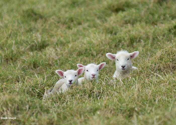  at 90 Woodlands Cemetery Road, Woodlands, Invercargill