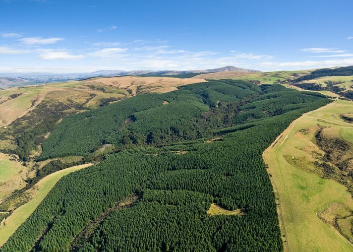  at Charteris Bush Forest, Tapanui, Clutha, Otago