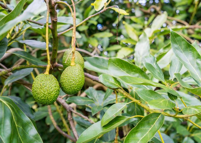  at 0 Tatton Road, Maungatapere, Whangarei