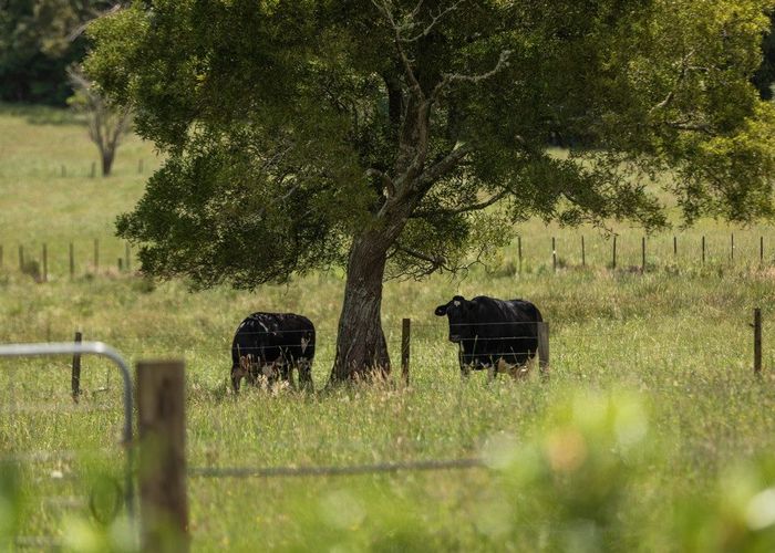  at 141 Neavesville Road, Puriri , Thames-Coromandel, Waikato