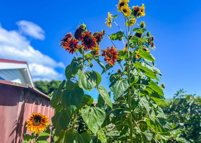  at 14 Goldie Place, Waikanae Beach, Kapiti Coast, Wellington