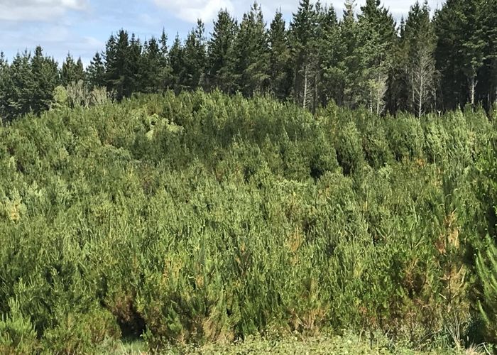  at 67 Tangye Road, Oruanui