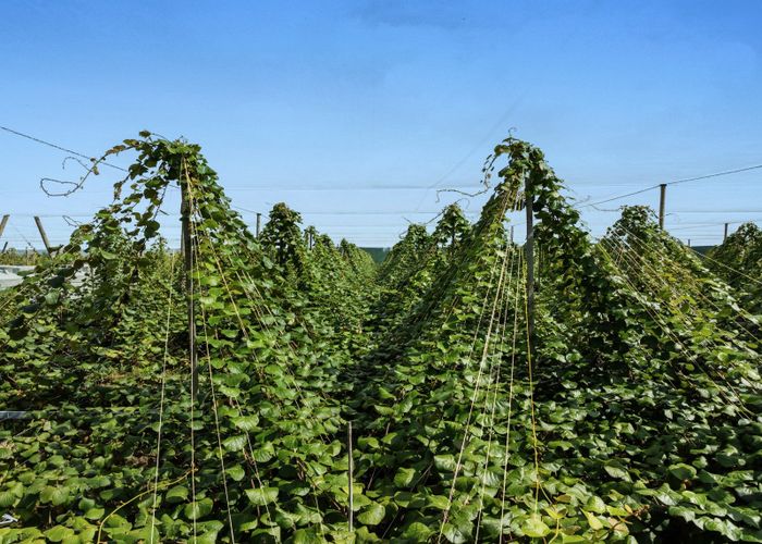  at 278 Paroa Road, Whakatane, Whakatane, Bay Of Plenty