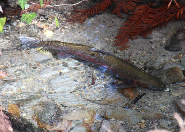  at 483 Spencer Road, Lake Tarawera, Rotorua, Bay Of Plenty