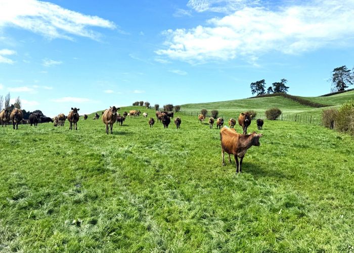  at 5325A State Highway 29, Matamata, Matamata-Piako, Waikato