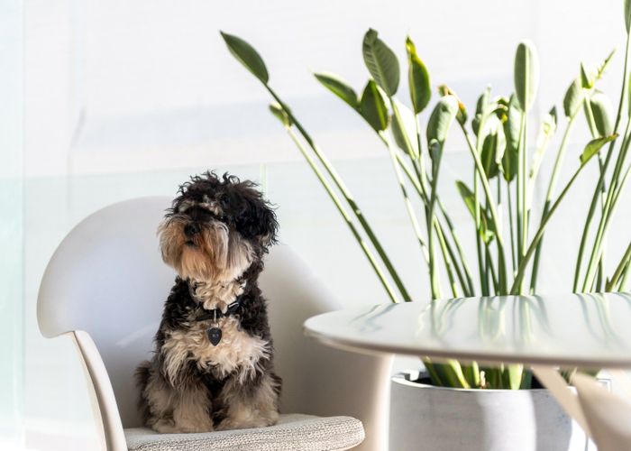  at 3D/23 Dundonald Street, Eden Terrace, Auckland City, Auckland