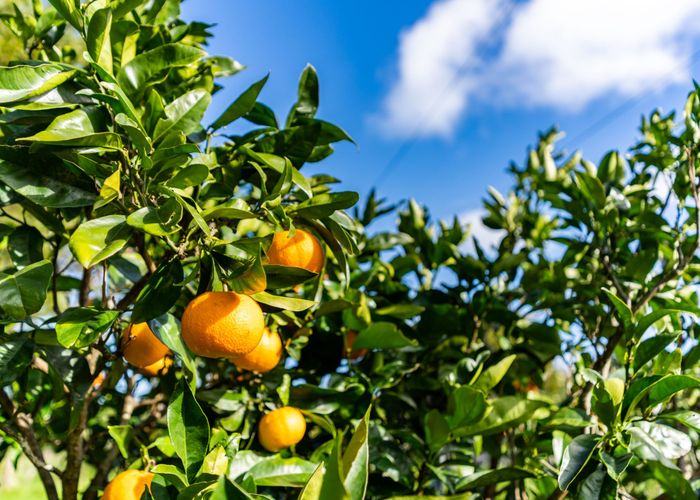  at 52B Hooks and Halls Road, Waimamaku, Far North, Northland