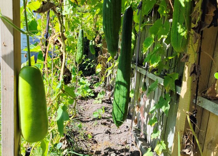  at 55 Williamson Avenue, Belmont, North Shore City, Auckland