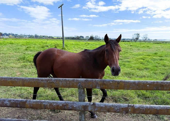  at 65 Heawa Road, Dargaville, Kaipara, Northland