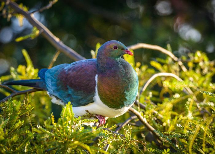  at 19 Hobson Terrace, Onetangi, Waiheke Island