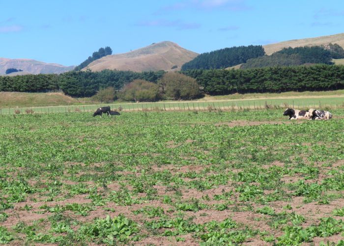  at 399 Cowper Road, Dannevirke, Tararua, Manawatu / Whanganui
