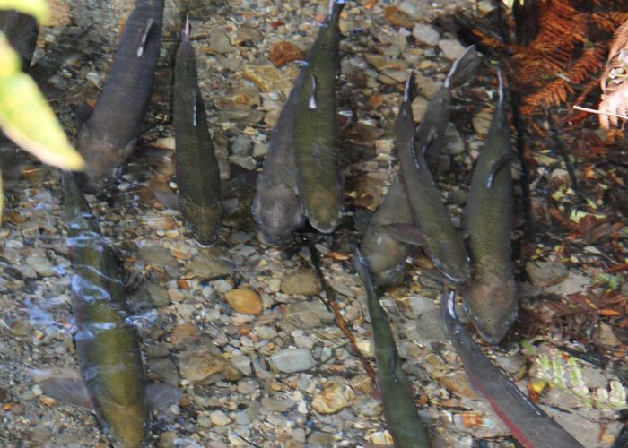  at 483 Spencer Road, Lake Tarawera, Rotorua, Bay Of Plenty