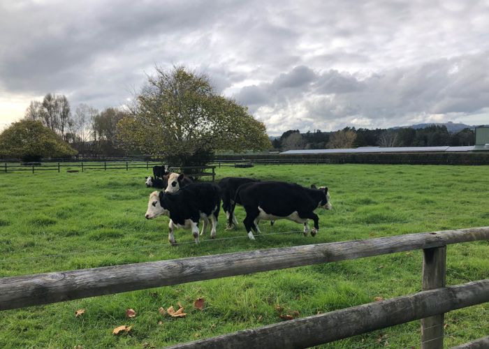  at 254 Runciman Road, Pukekohe