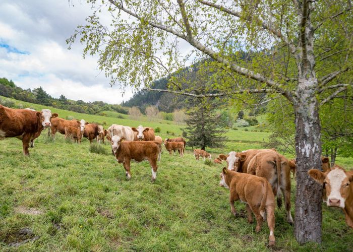  at 98 Thorpe-Orinoco Road, Ngatimoti, Tasman, Nelson / Tasman