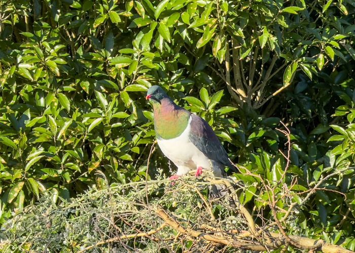  at 205A Arthur Road, Hamilton