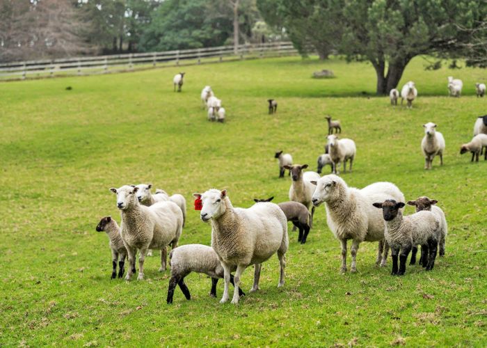  at 134 Phillips Road, Kaiwaka, Kaipara, Northland