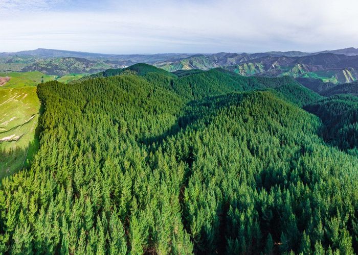  at Pine Farm 65, Hangaroa, Gisborne, Gisborne