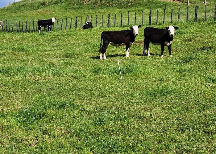  at 133 Kaimata Road, Inglewood, New Plymouth, Taranaki