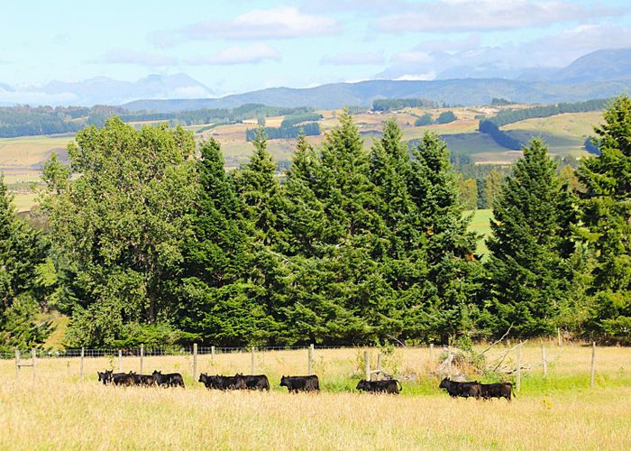  at 88 Ridgedale Road, Te Anau, Southland, Southland