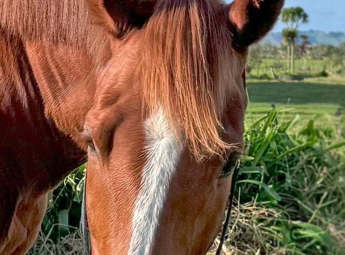  at 204c Waitakere Road, Waitakere, Waitakere City, Auckland
