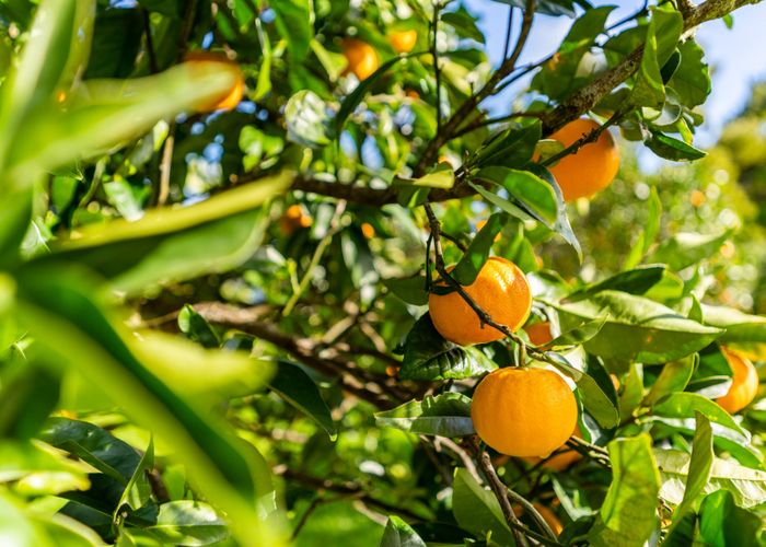  at 52B Hooks and Halls Road, Waimamaku, Far North, Northland