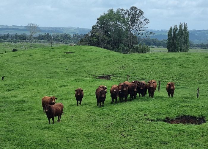  at 267 Ludbrook Road, Pakaraka, Far North, Northland