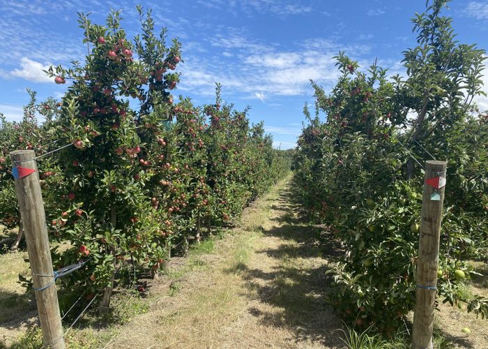  at Rockit Orchard No.2 LP, Hastings Central, Hastings, Hawke's Bay