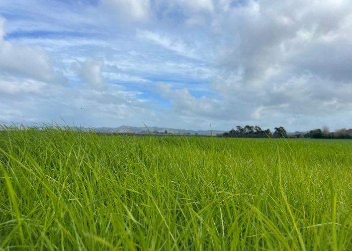  at 363 Matawai Road, Waerengaahika, Gisborne, Gisborne
