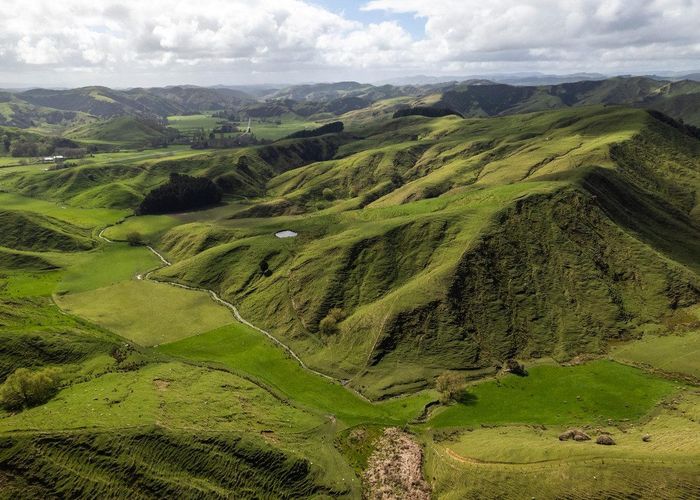  at Merlo Forest, Eketahuna, Tararua, Manawatu / Whanganui