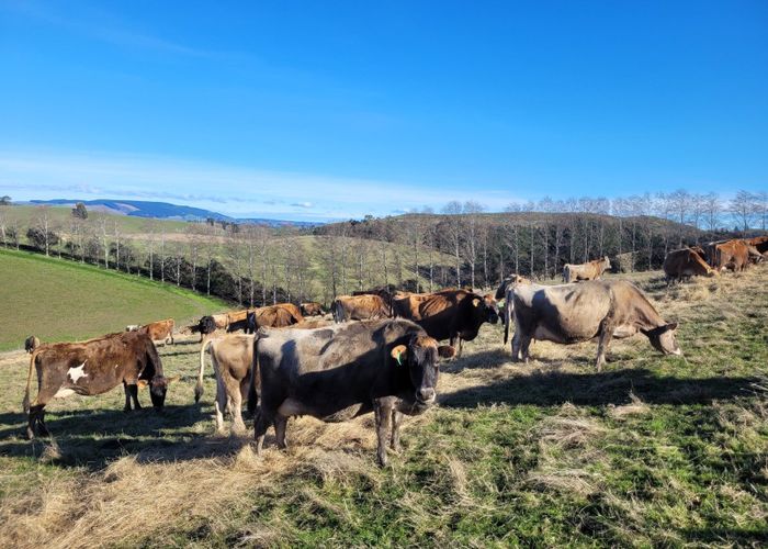  at Circle Hill Road, Milton, Clutha, Otago