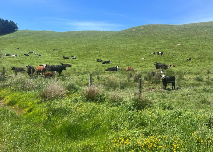  at 923 Oporae Rd, Dannevirke, Tararua, Manawatu / Whanganui