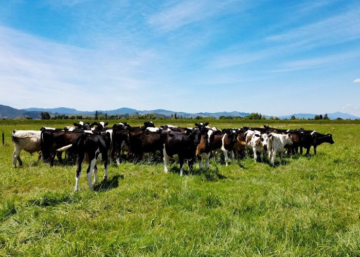  at 314 Huirau Road, Turua, Hauraki, Waikato