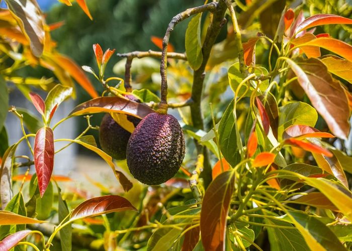  at Kiwi Street, Makaraka , Gisborne, Gisborne
