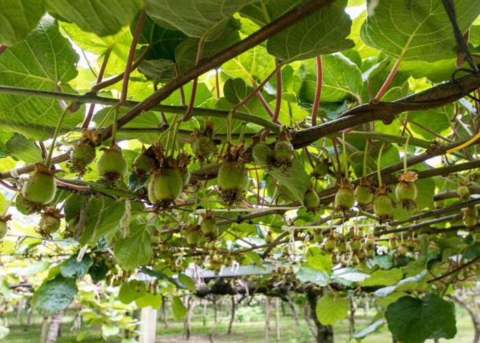  at 0 Railway Road, Rolleston, Rolleston