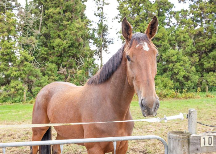  at 35 Taplin Road, Matangi, Hamilton