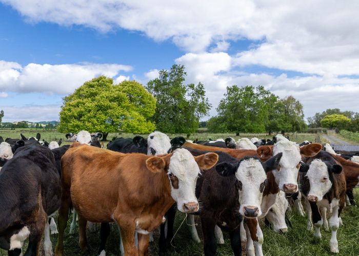  at 570A Te Kowhai Road, Te Kowhai, Waikato, Waikato