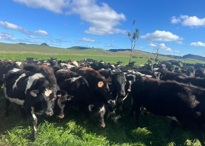  at 78 Brandon Hall Road, Bulls, Rangitikei, Manawatu / Whanganui