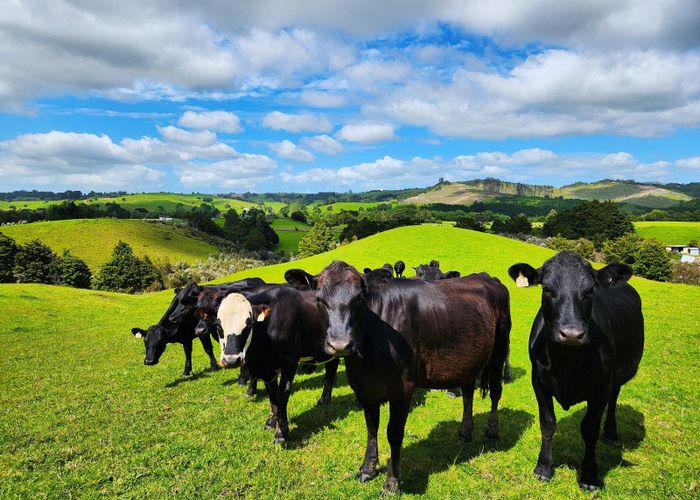  at 1084 Tangowahine Valley Road, Tangowahine, Kaipara, Northland