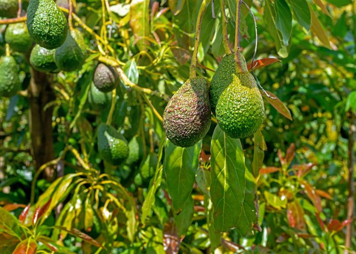  at 341 Wharerata Road, Matawhero, Gisborne
