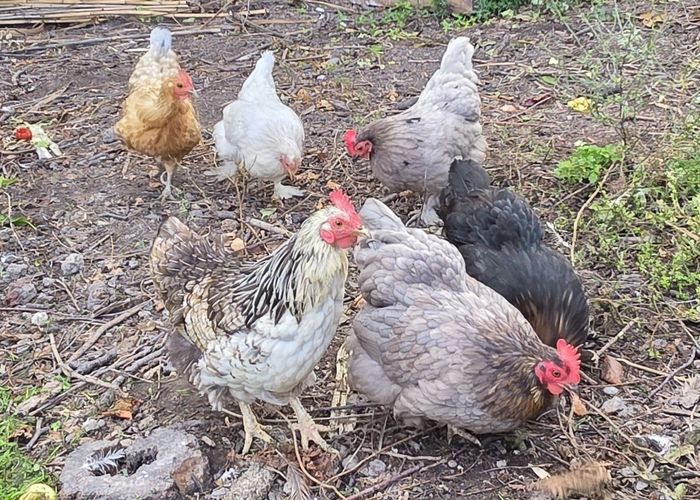  at 17 Dacre Street, Linwood, Christchurch City, Canterbury