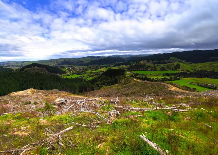  at Millgo Forest, Masterton, Masterton, Wellington
