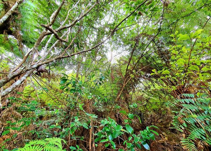  at Lot 138/DP4961 North Cove, Kawau Island, Hauraki Gulf Islands, Auckland