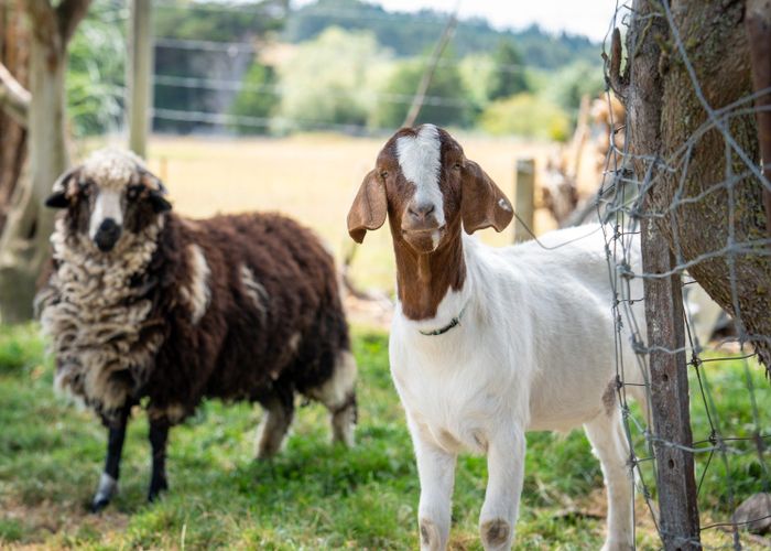  at 3 Lockharts Road, Waitahuna, Lawrence