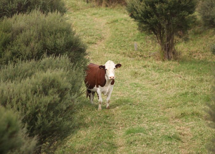  at 286 Runaruna Road, Broadwood, Far North, Northland