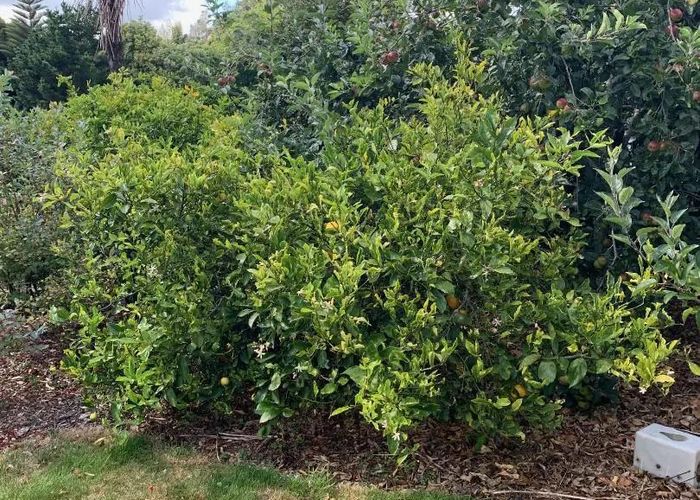  at 289 Upland Road, Tarurutangi, New Plymouth