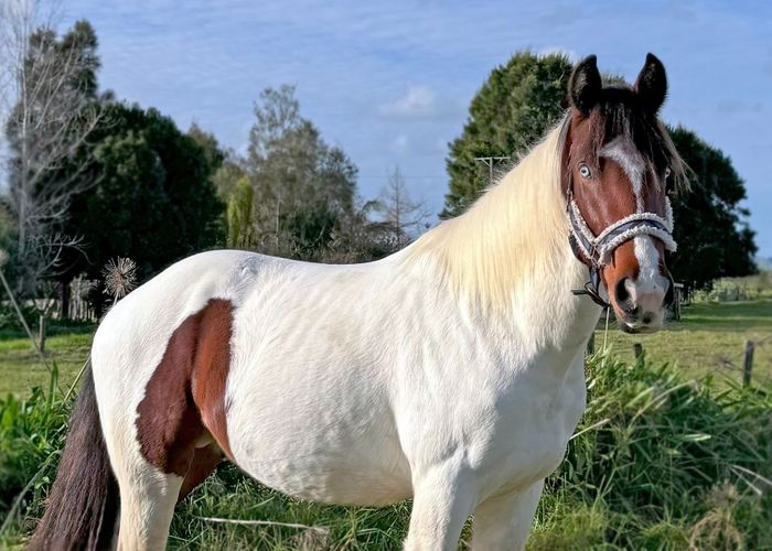  at 204c Waitakere Road, Waitakere, Waitakere City, Auckland