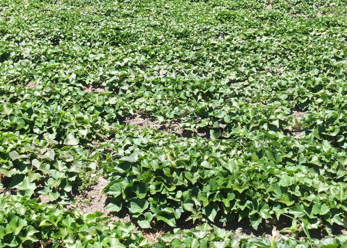 at 57 Heawa Road, ARATAPU, DARGAVILLE