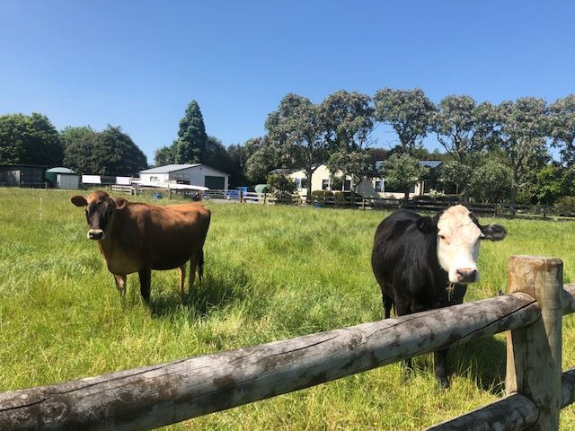  at 65A Platt Road, Tauwhare, Hamilton